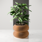 Double BUBBLES Planter