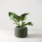 Orbis Planter