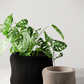 BUBBLY Planter