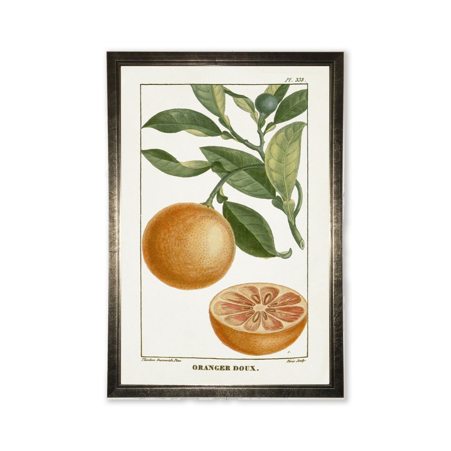 Orange Plant in Silver Frame