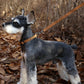 EASY LEASH by Charlie's Backyard