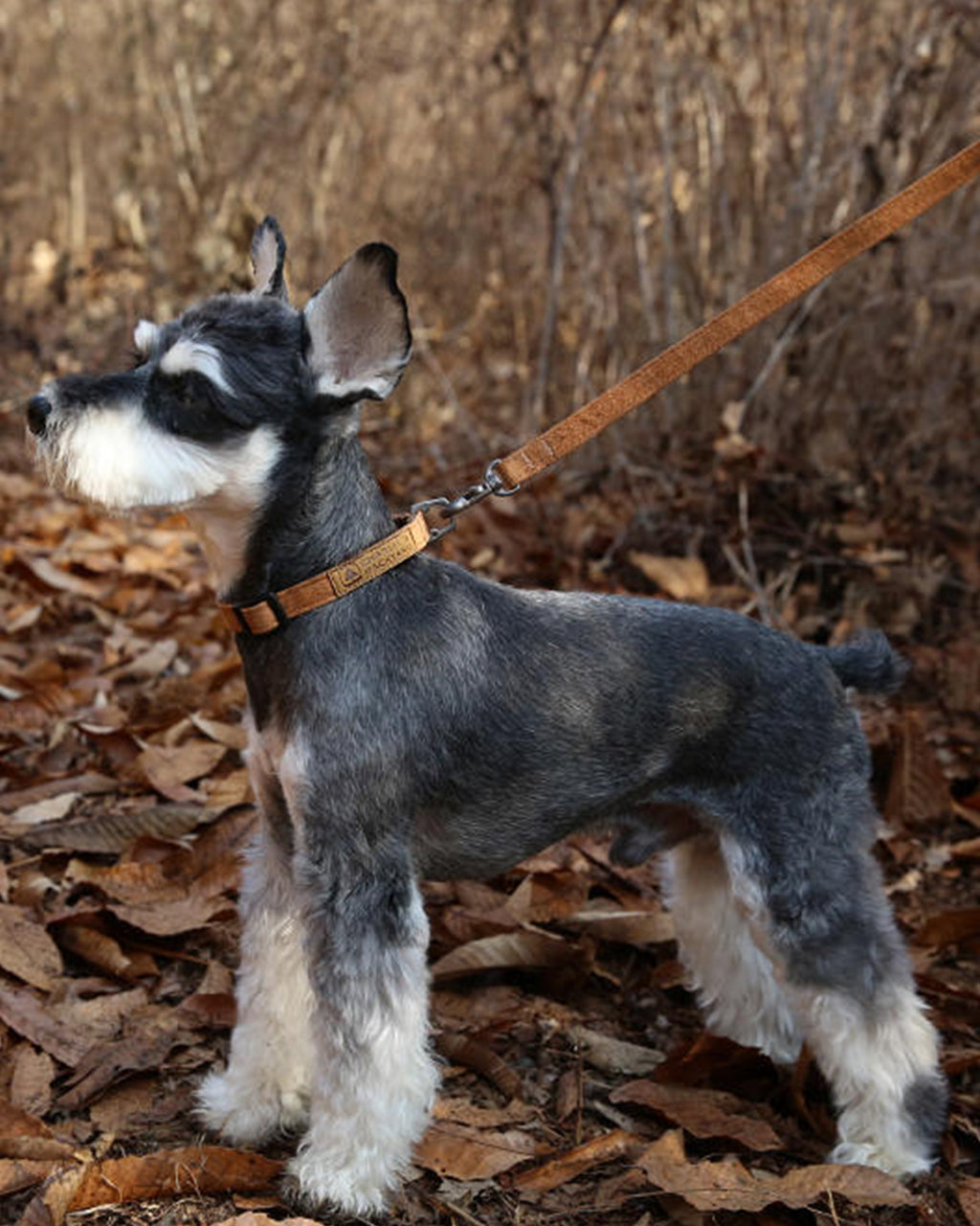EASY LEASH by Charlie's Backyard