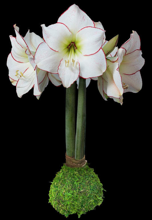 Picasso With Moss Base 32+ 18 Bulbs/Case