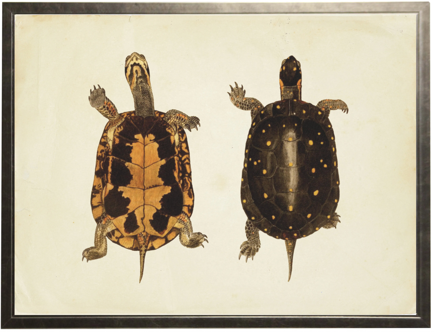 Pair of turtles print in a pewter frame sized 20x16