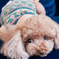 DEMY LEE WOOL JACQUARD SWEATER by Nooee Pet