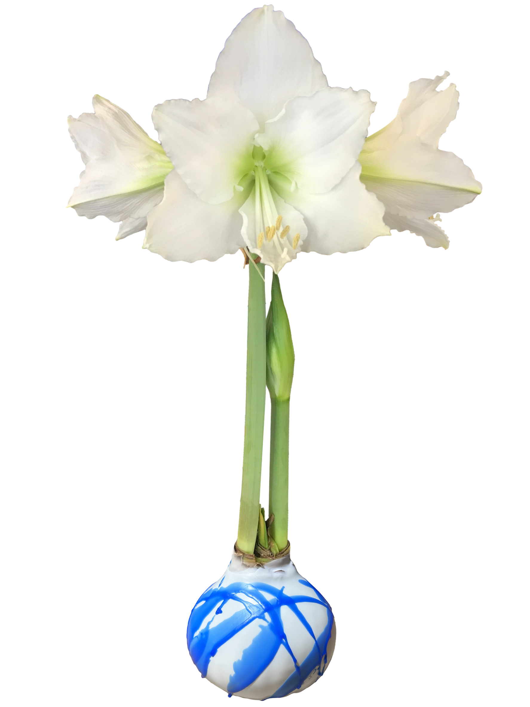 White Flower White Wax Blue Splatter Base 36+ 18 Bulbs/Case