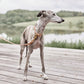 Robin Dog Collar Extra Large - Natural