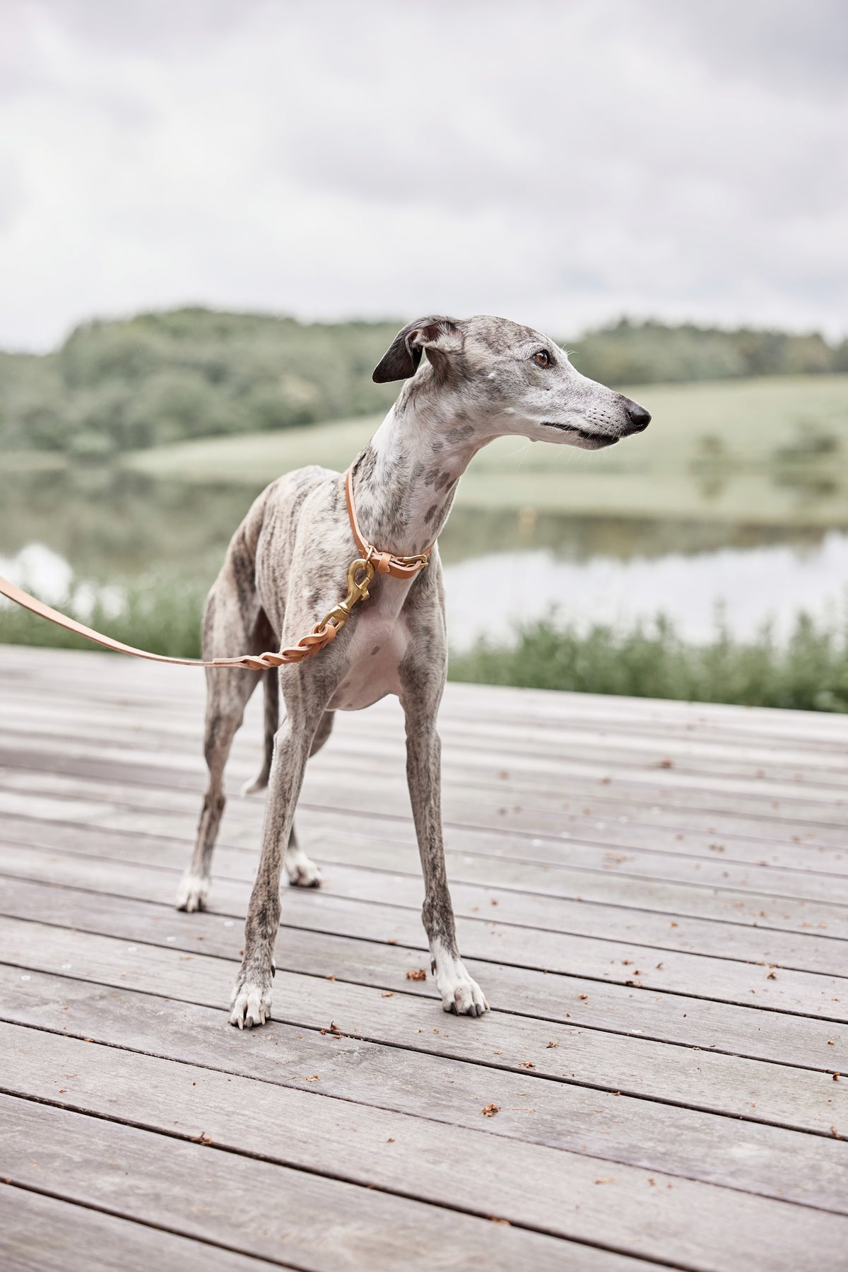 Robin Dog Collar Extra Large - Natural