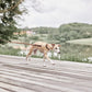 Robin Dog Leash - Choko