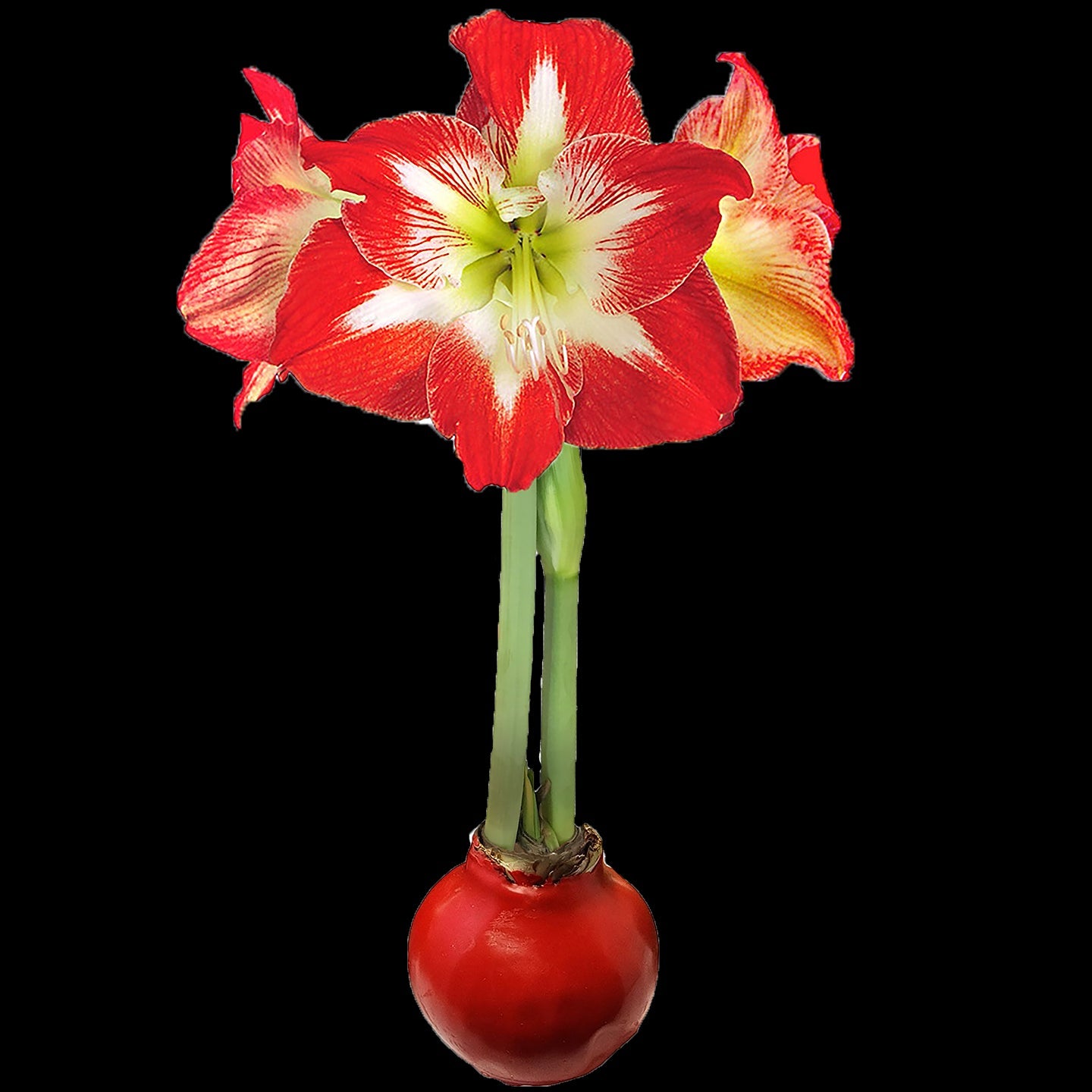 Minerva Red Wax Base 36+ 18 Bulbs/Case