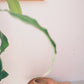 Seagrass Bowls