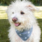 ADVENTURE BANDANA