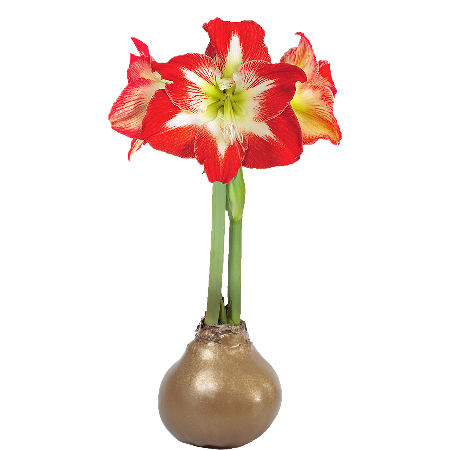 Minerva Flower Gold Wax Base 36+ 18 Bulbs/Case