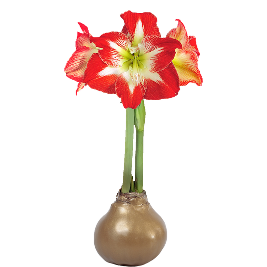 Minerva Flower Gold Wax Base 36+ 18 Bulbs/Case