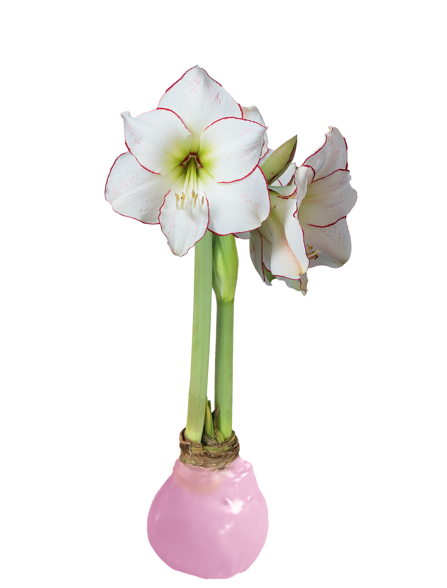 Picasso With Pink Wax Base 34+ 18 Bulbs/Case