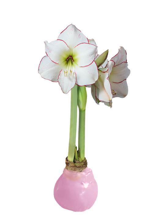 Picasso With Pink Wax Base 34+ 18 Bulbs/Case