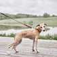 Robin Dog Collar Extra Large - Choko