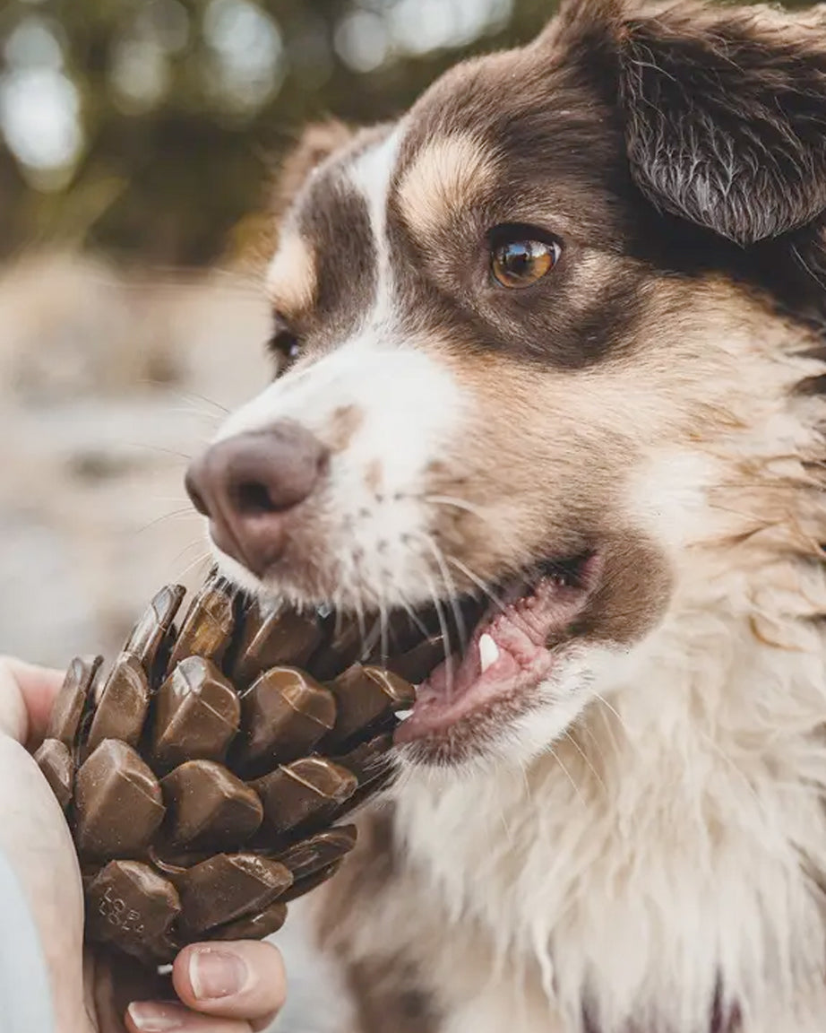 PINECONE PUZZLE TOY by Loblola