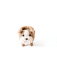 Baby English Bulldog Planter - Handcrafted Planter | LIKHÂ