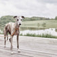 Robin Dog Collar Large - Natural