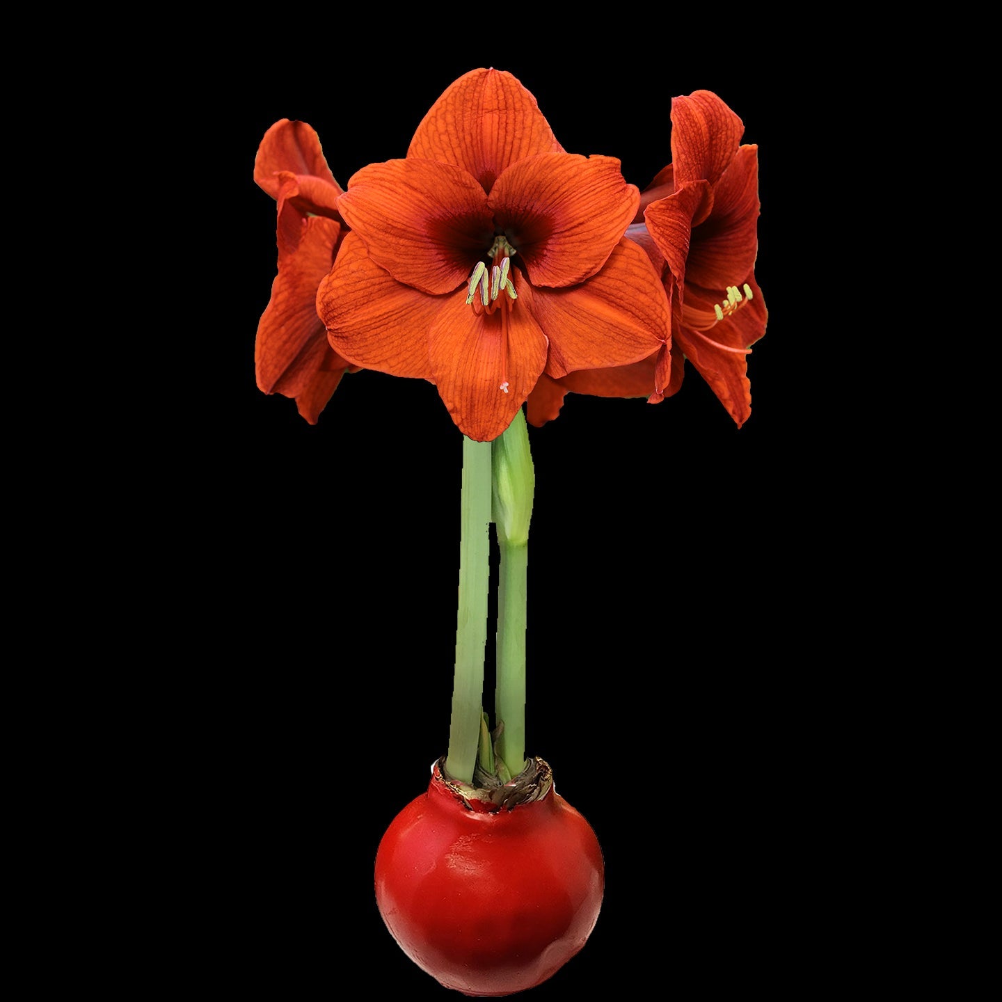 Orange Flower Red Wax Base 36+ 18 Bulbs/Case