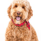WINTER NECKTIE