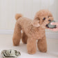 CABBAGE POP ENRICHMENT TOY