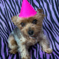 PAWTY HAT