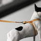 ADVENTURE HARNESS by Howlpot