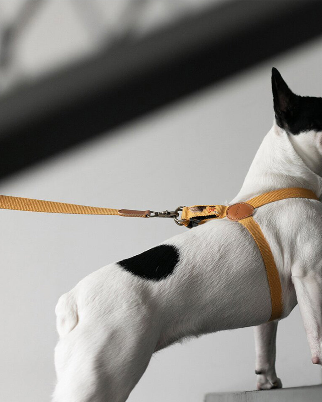 ADVENTURE HARNESS by Howlpot