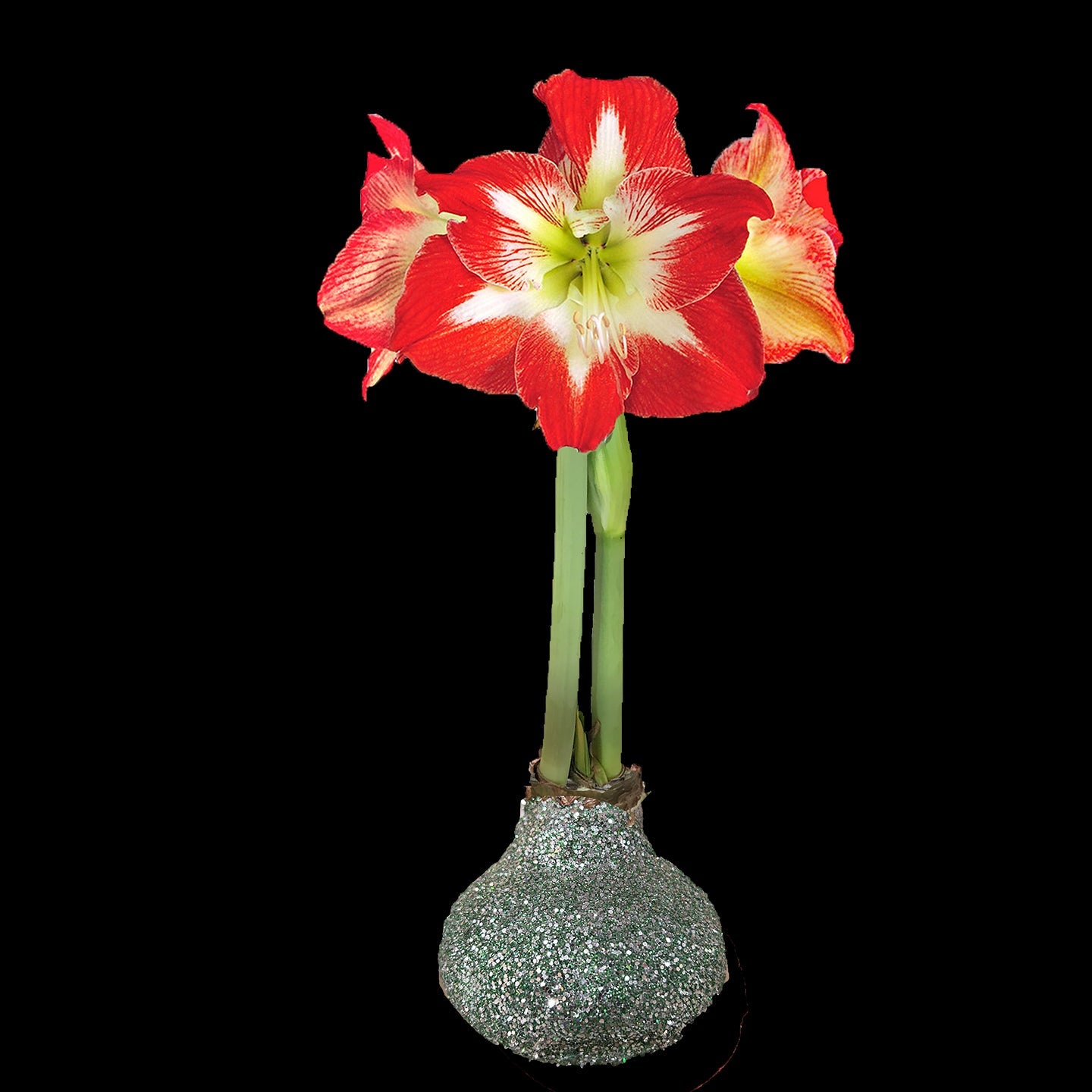 Minerva flower Sage Green Glitter 36+ 18 Bulbs/Case