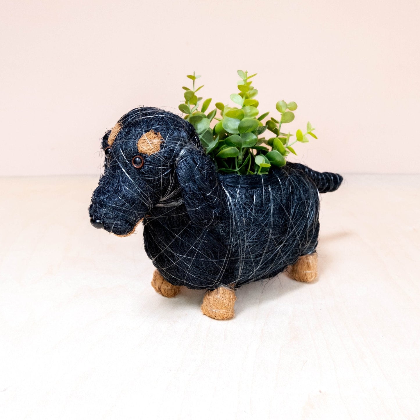 Baby Dachshund