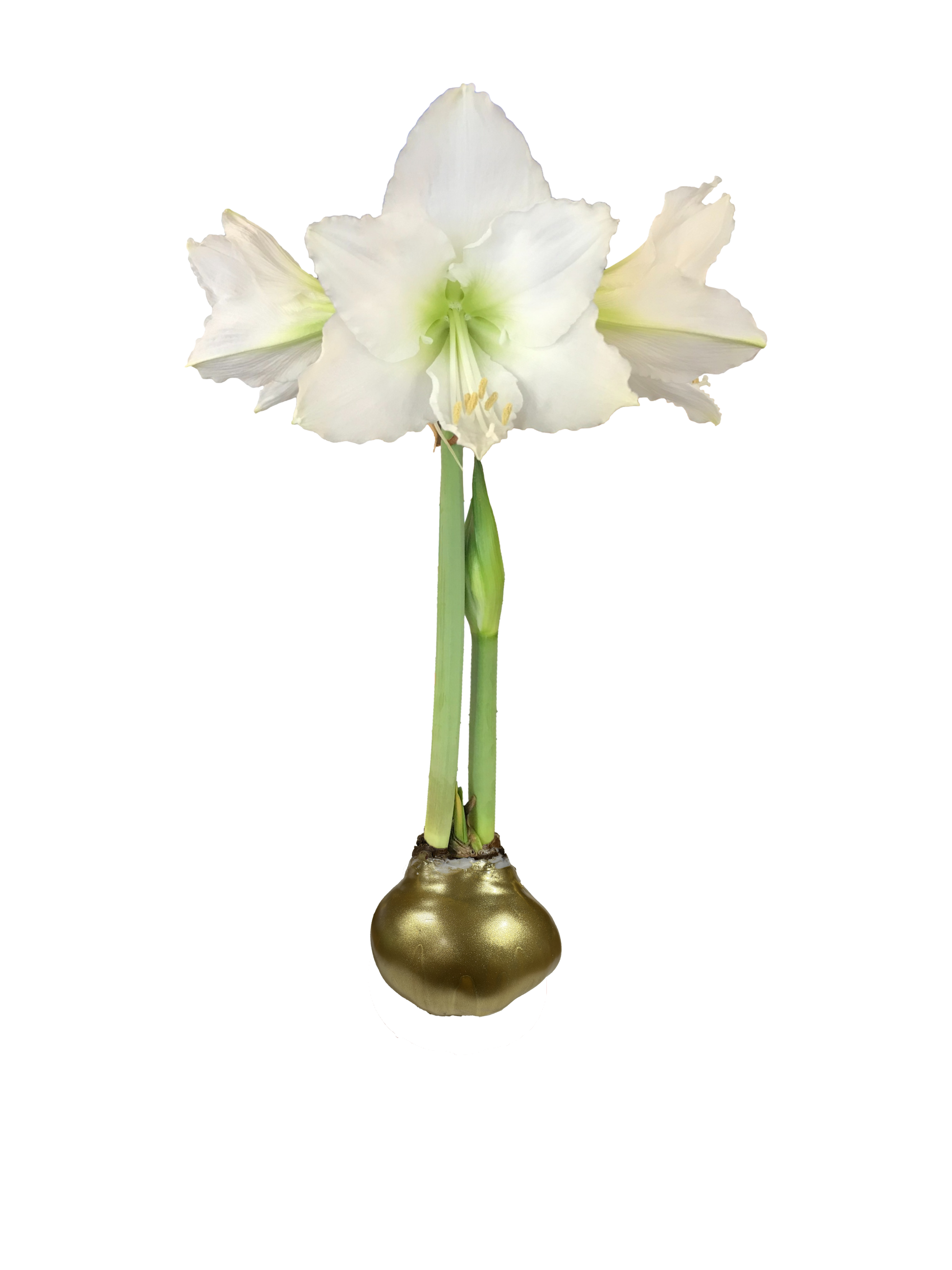 White Flower Gold Lacquer 36+ 18 Bulbs/Crate