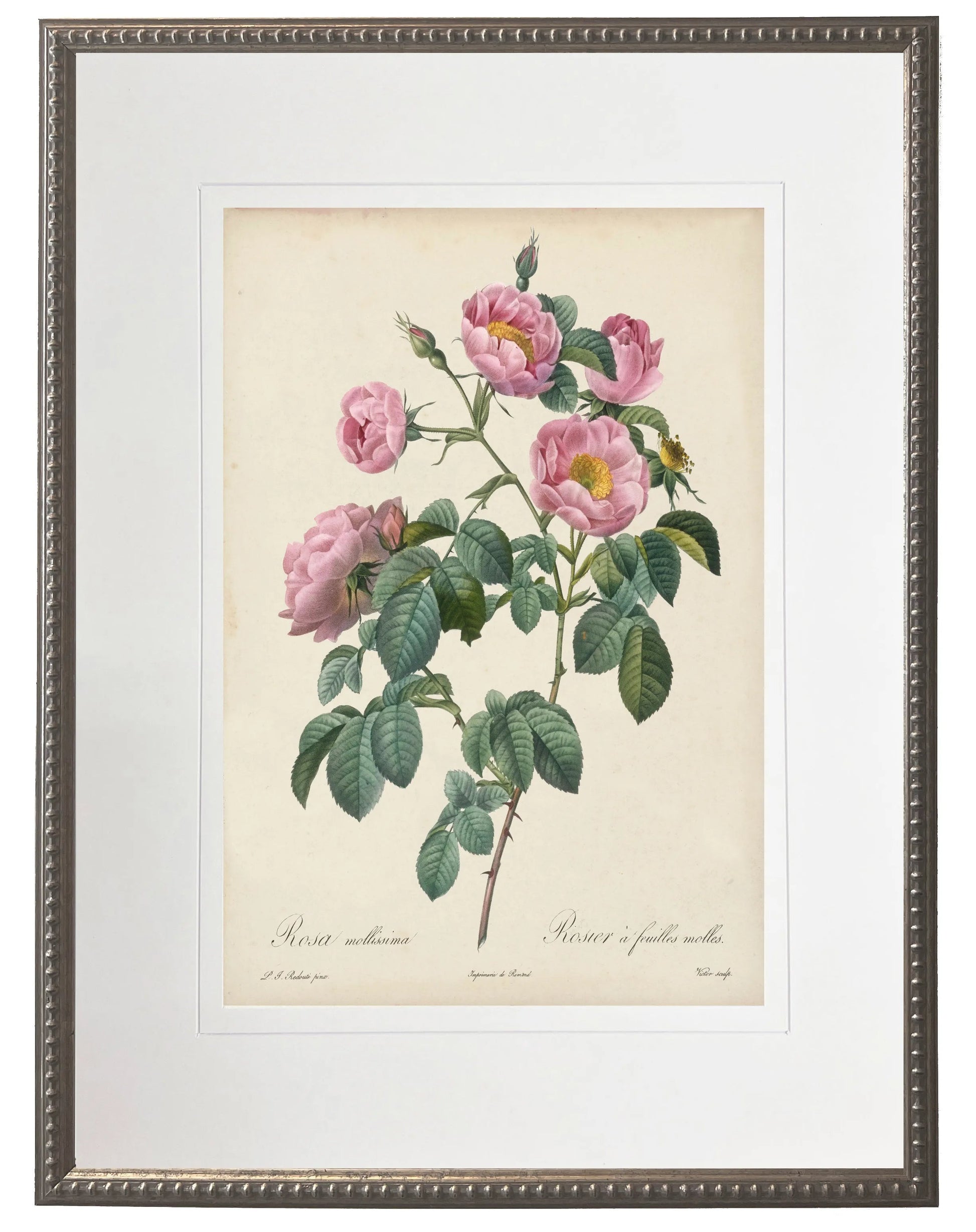 Vintage pink rose print matted in a cream mat in a beaded pewter frame sized 16x20