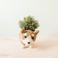 Corgi Succulent Pot