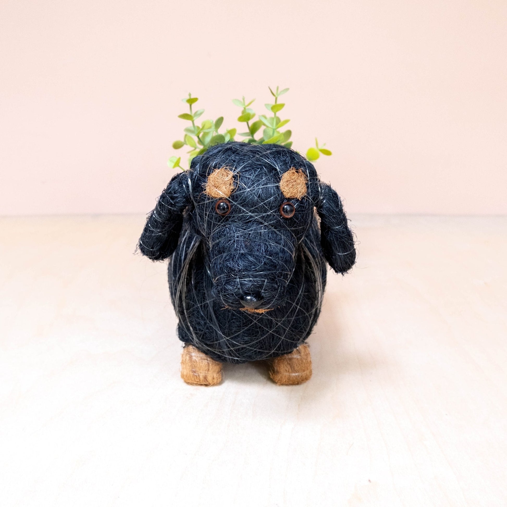 Baby Dachshund