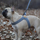 EASY LEASH by Charlie's Backyard