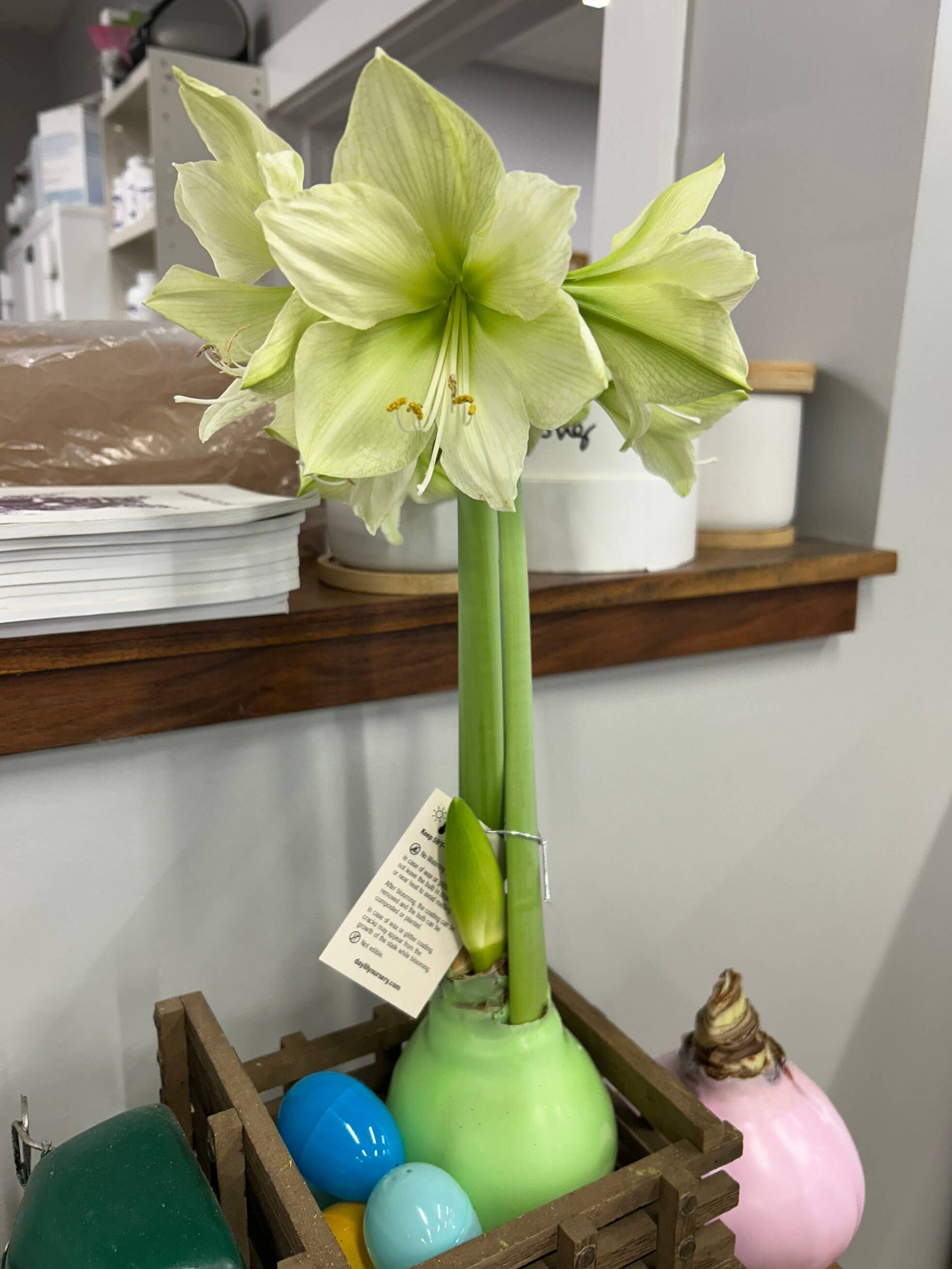 Luna Flower With Plant Green Wax Base 36+ 18 Bulbs/Crate