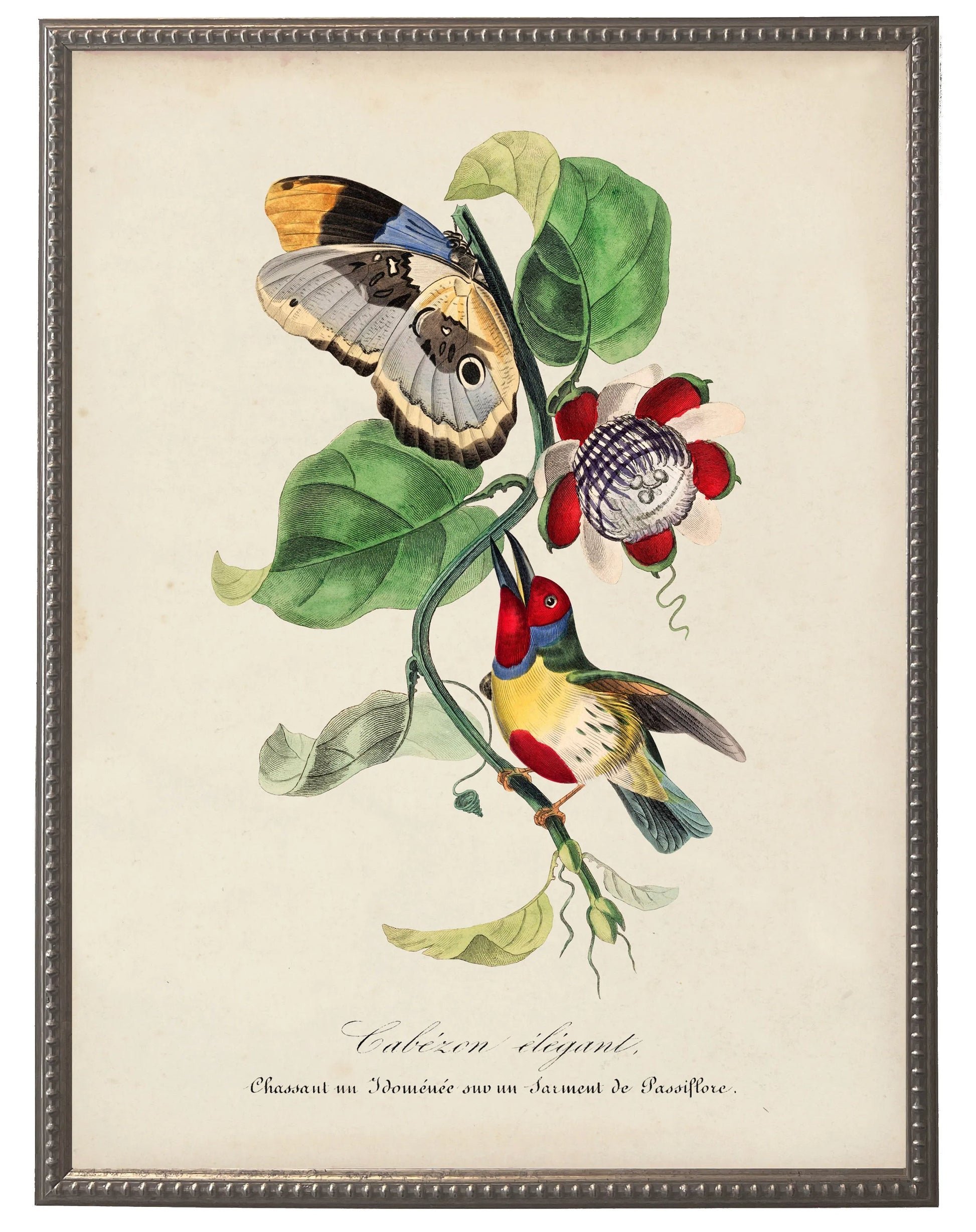 Vintage barbet and flower print on a distressed background in a beaded pewter frame sized 16x20