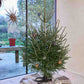 Christmas Tree Stand