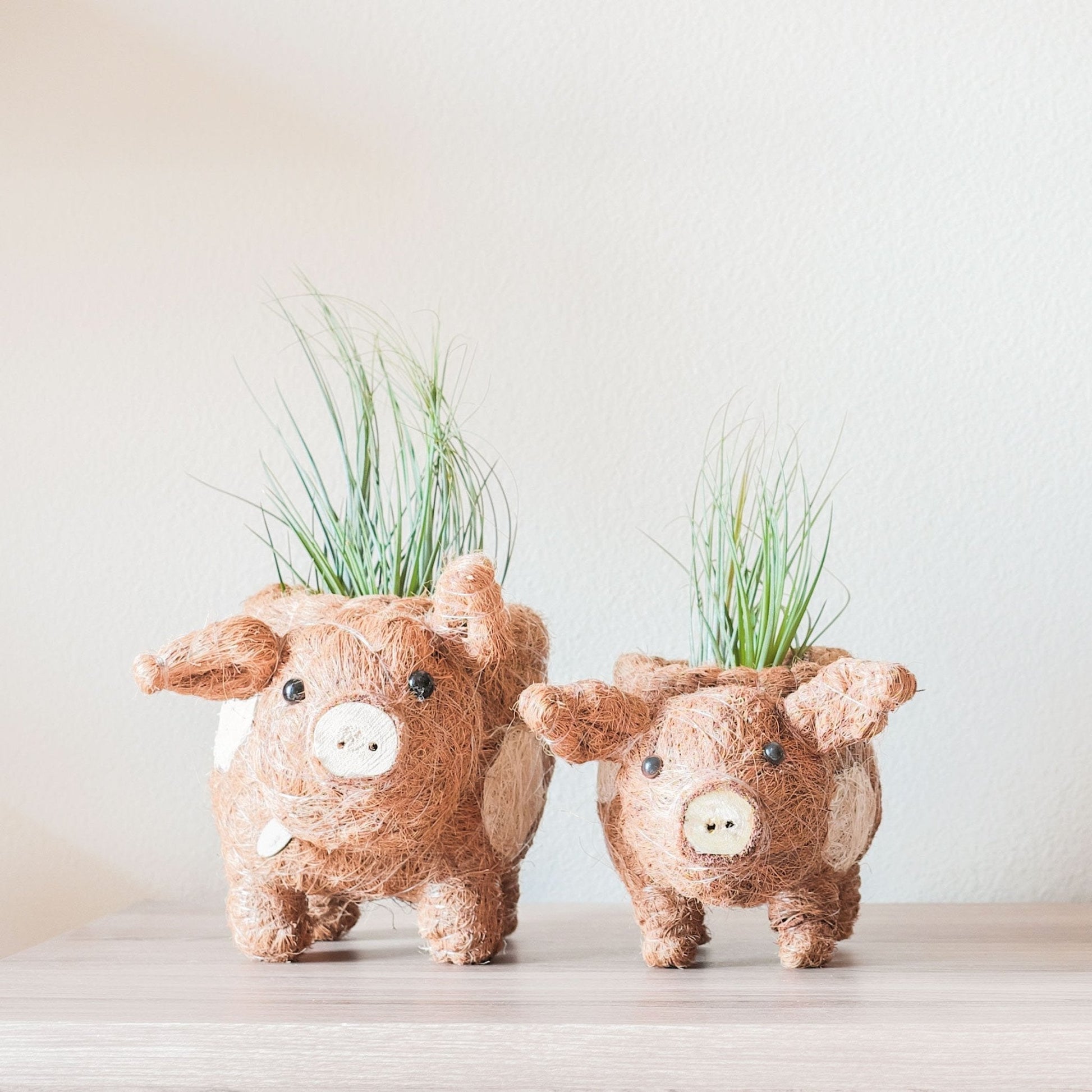 Baby Pig Succulent Pot - Handmade Planters | LIKHÂ
