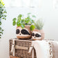 Large three-tone Sloth - Coco Coir Pots (6 inch) | LIKHÂ