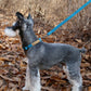 EASY LEASH by Charlie's Backyard