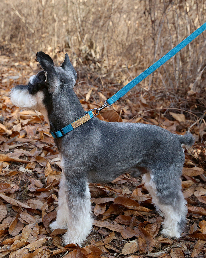 EASY LEASH by Charlie's Backyard