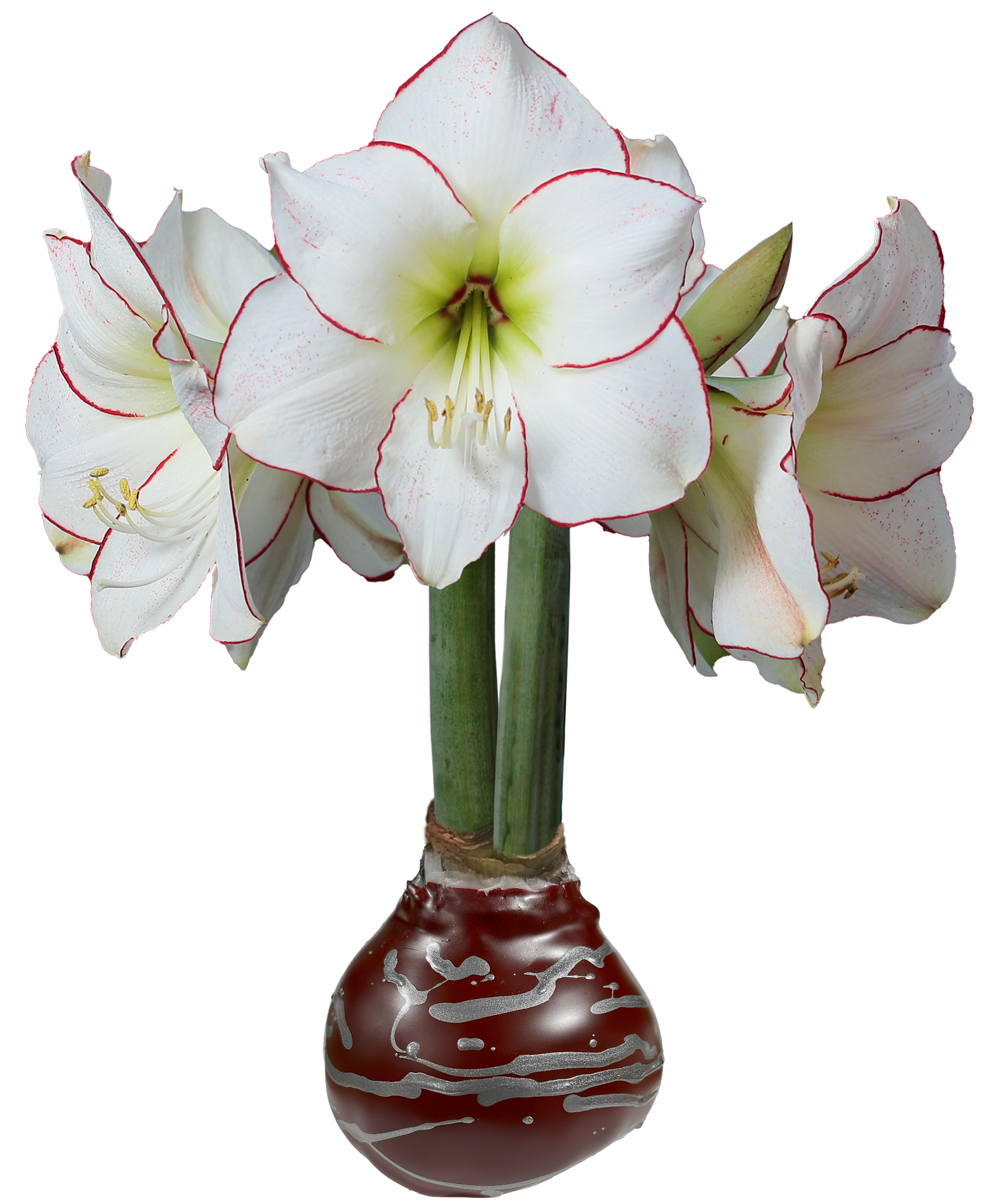 Picasso Burgundy Wax With Silver Lacq. Splatter Wax 18/case