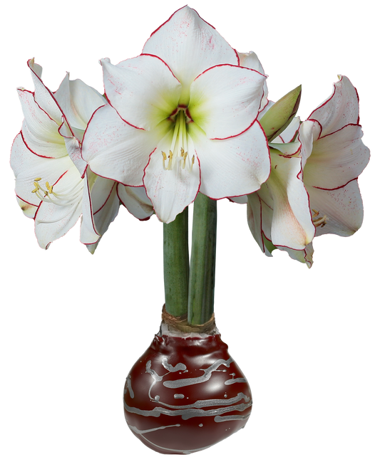 Picasso Burgundy Wax With Silver Lacq. Splatter Wax 18/case