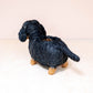 Baby Dachshund
