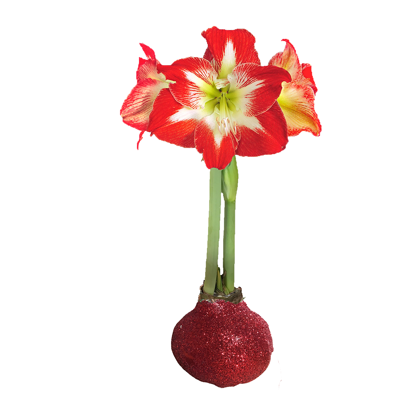 Minerva Red Glitter Base 36+ Case of 18