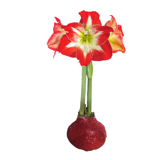 Minerva Red Glitter Base 36+ Case of 18