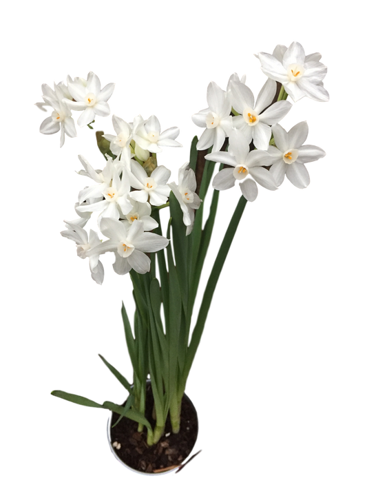 Paperwhite Bulbs 14-16+ 50 Bulbs